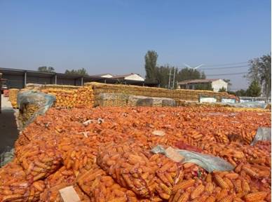 服务实体经济，推进“三农”建设——国信期货助力河南涉农企业玉米风险管理