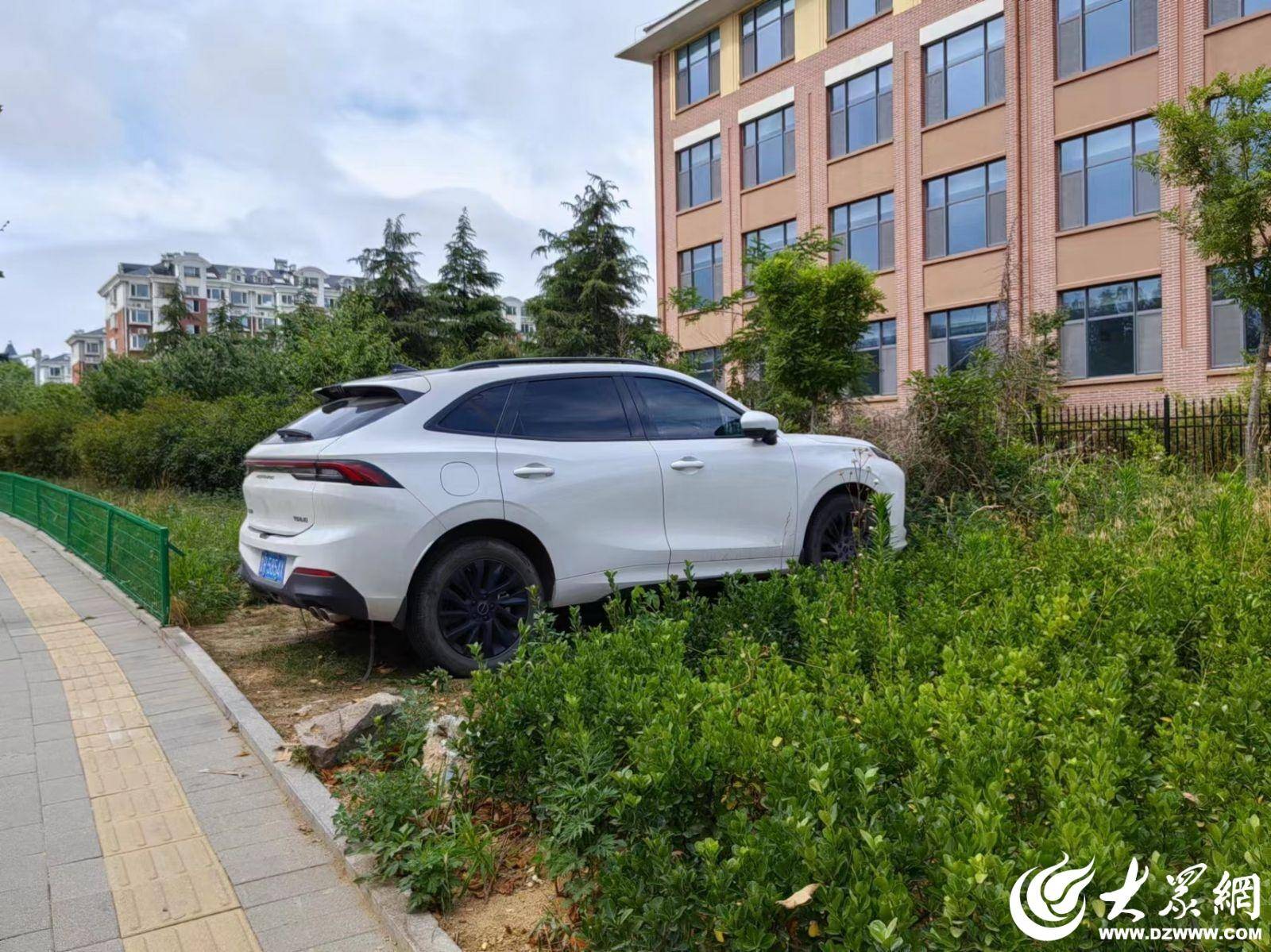 大众网快快帮|城市绿化带变“秃头”!到底谁来管一管?