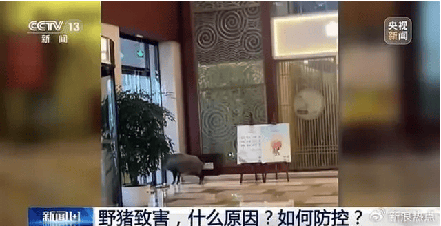 野猪侵入高铁联络线与列车相撞,此类事故如何避免?