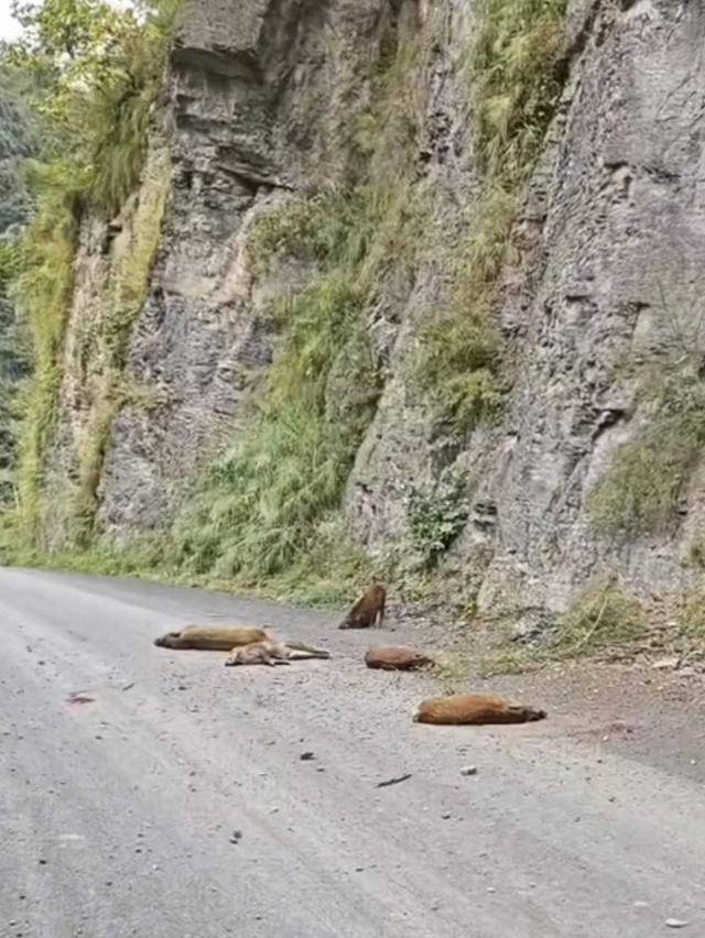 云南“6头野猪从天而降”?实为被猎捕时跳崖 对话野猪“赏金猎人”:干这行不赚钱