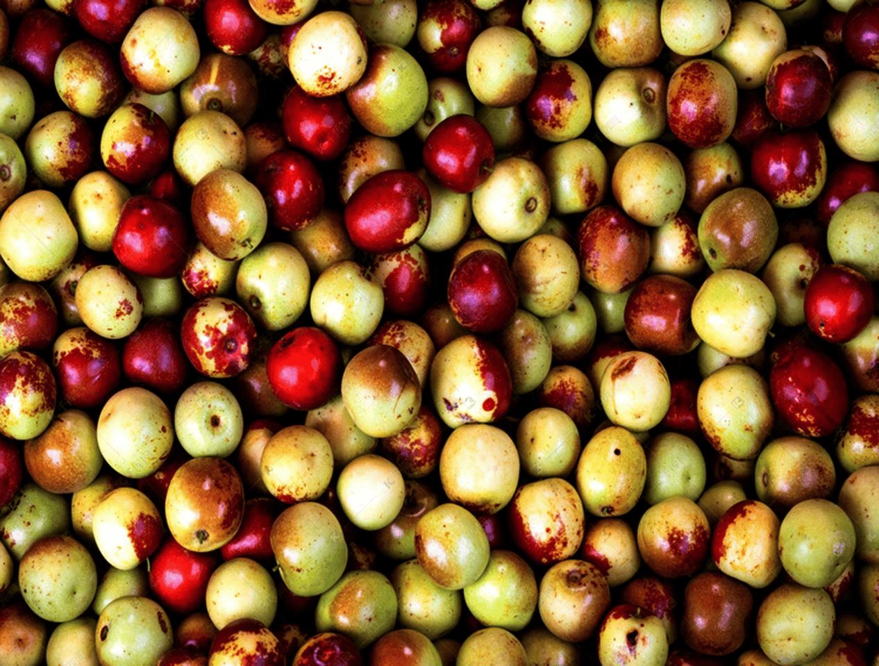 “含糖量”极高!解锁“北方水果公园”山西万荣的甜蜜