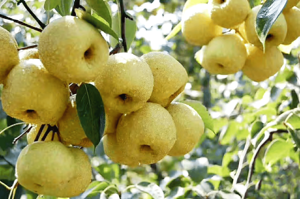 “含糖量”极高!解锁“北方水果公园”山西万荣的甜蜜