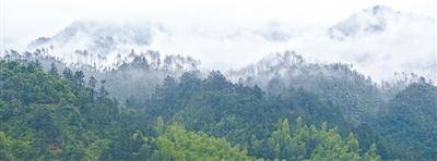 频频“肇事”,野猪种群如何调控?