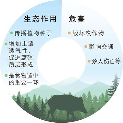 频频“肇事”,野猪种群如何调控?