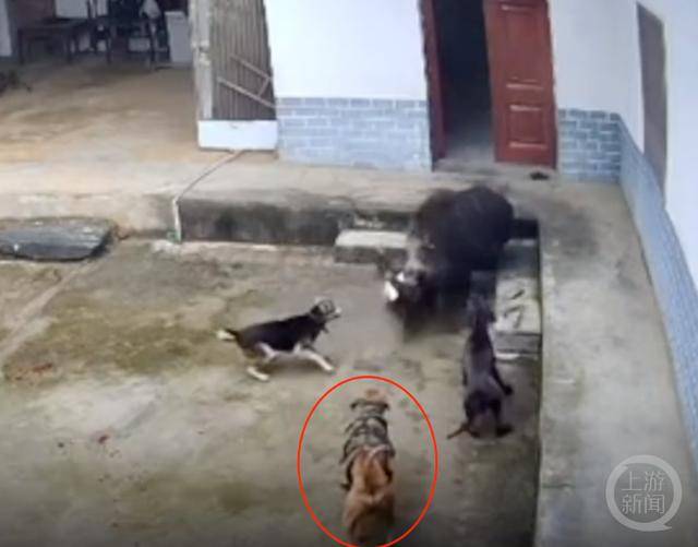 六问“老人在家被野猪咬死”：捕猎队有无授权，要担责吗，是否赔偿？