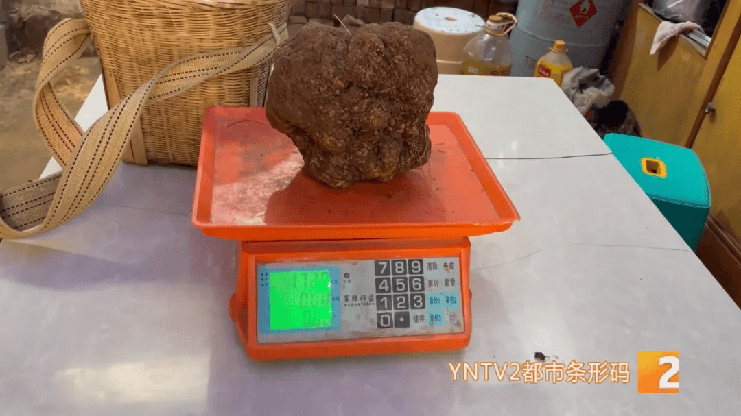 昆明一村民挖到1.7公斤超大松露!“看都看不够”