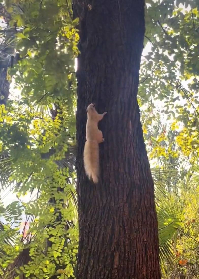 武汉一公园的白色松鼠火了!专业人士:可能受基因突变或环境影响,勿近距离接触或投喂