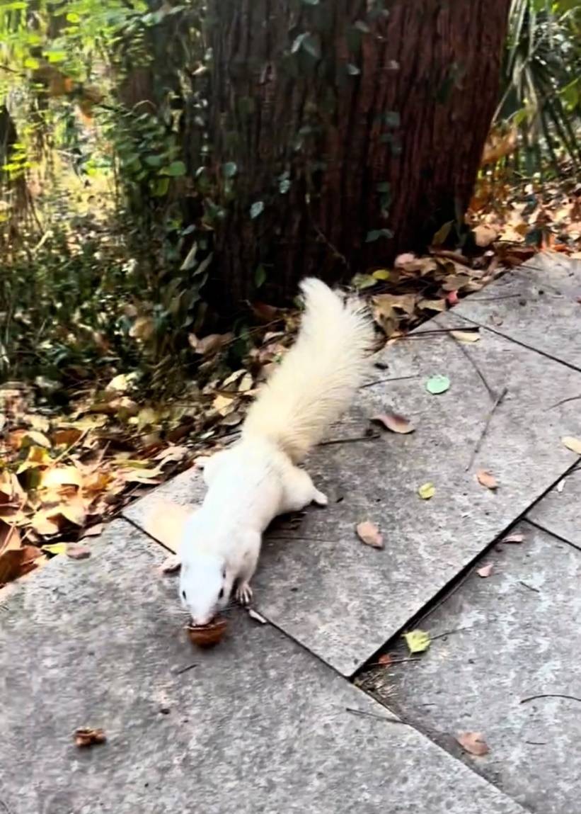 武汉一公园的白色松鼠火了!专业人士:可能受基因突变或环境影响,勿近距离接触或投喂