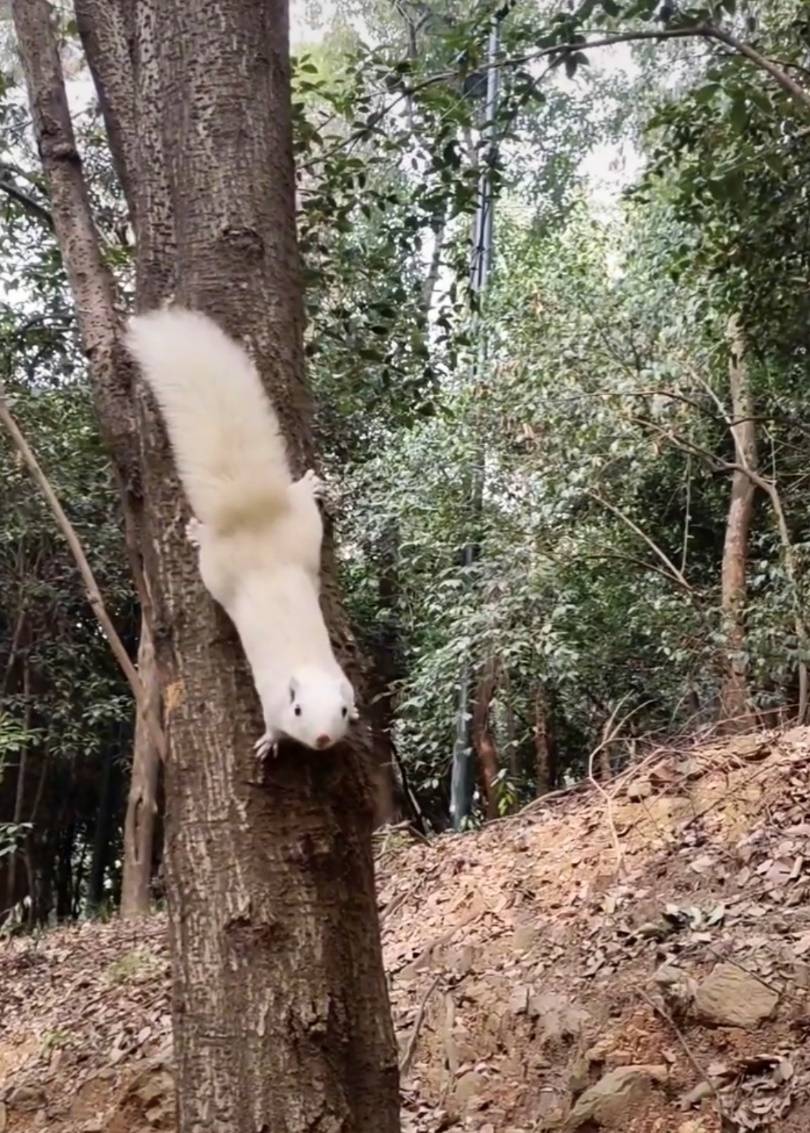 武汉一公园的白色松鼠火了!专业人士:可能受基因突变或环境影响,勿近距离接触或投喂