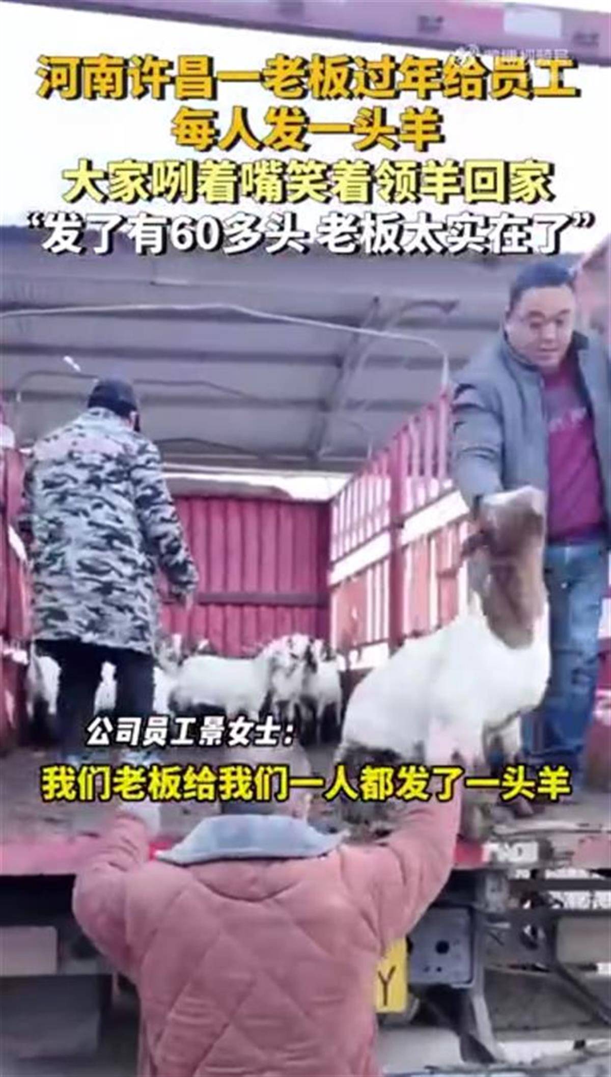 河南一公司给60多名员工每人发一头羊,员工:太实在了,跟着老板有肉吃!