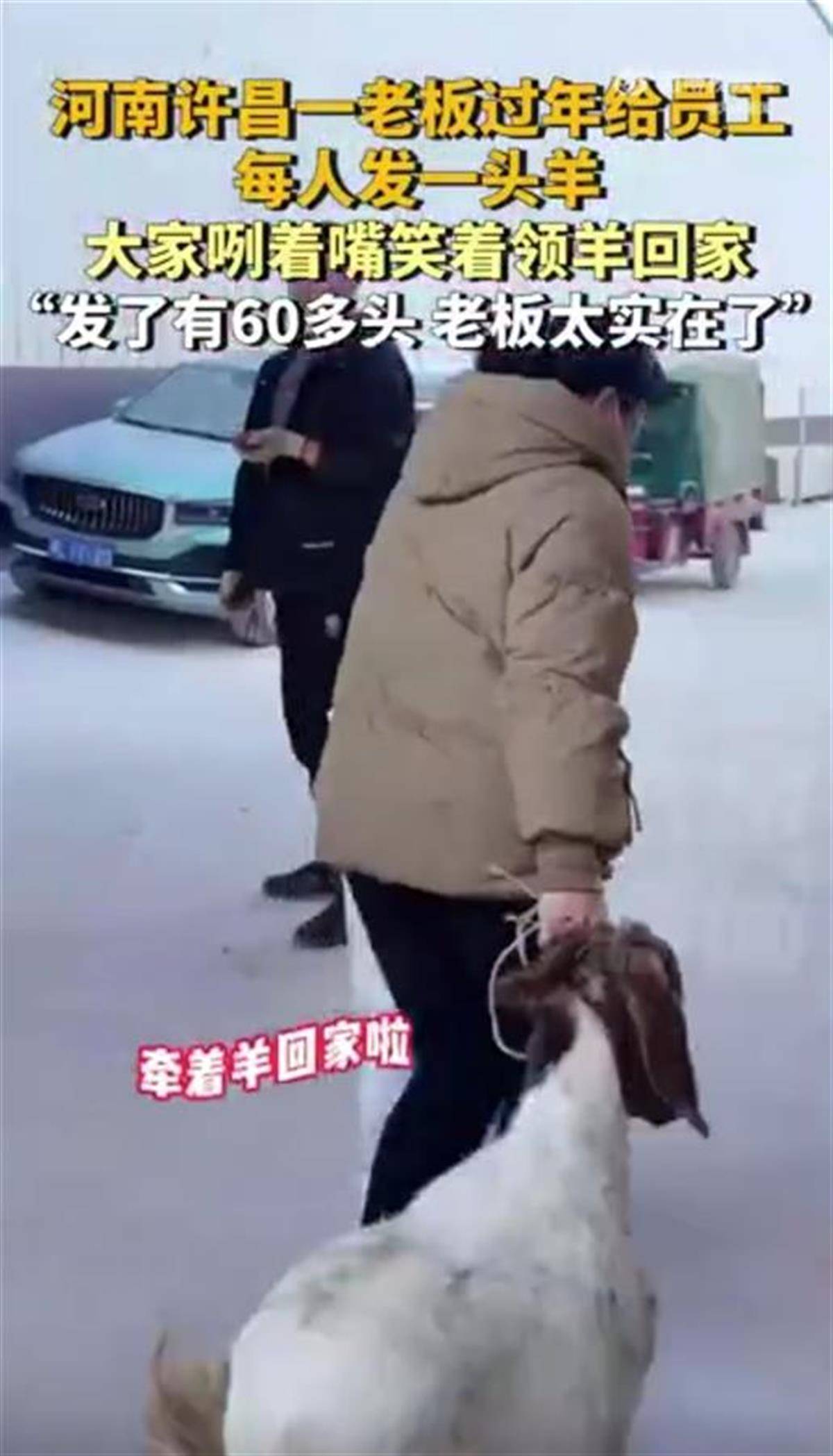 河南一公司给60多名员工每人发一头羊,员工:太实在了,跟着老板有肉吃!