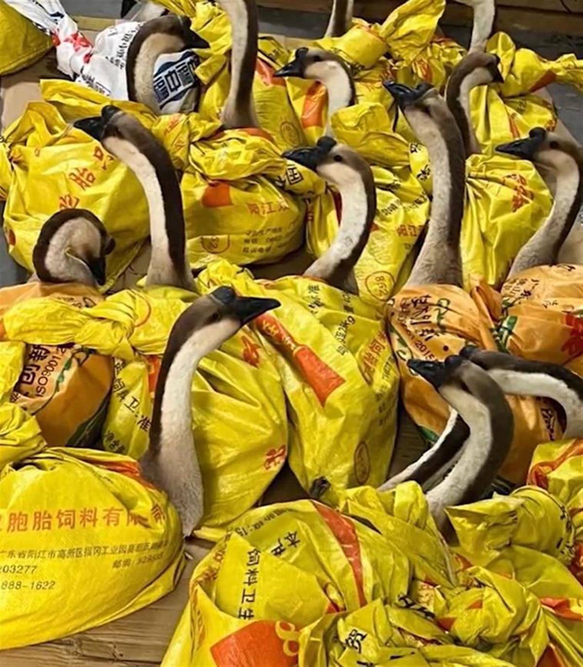 河南一公司给60多名员工每人发一头羊,员工:太实在了,跟着老板有肉吃!