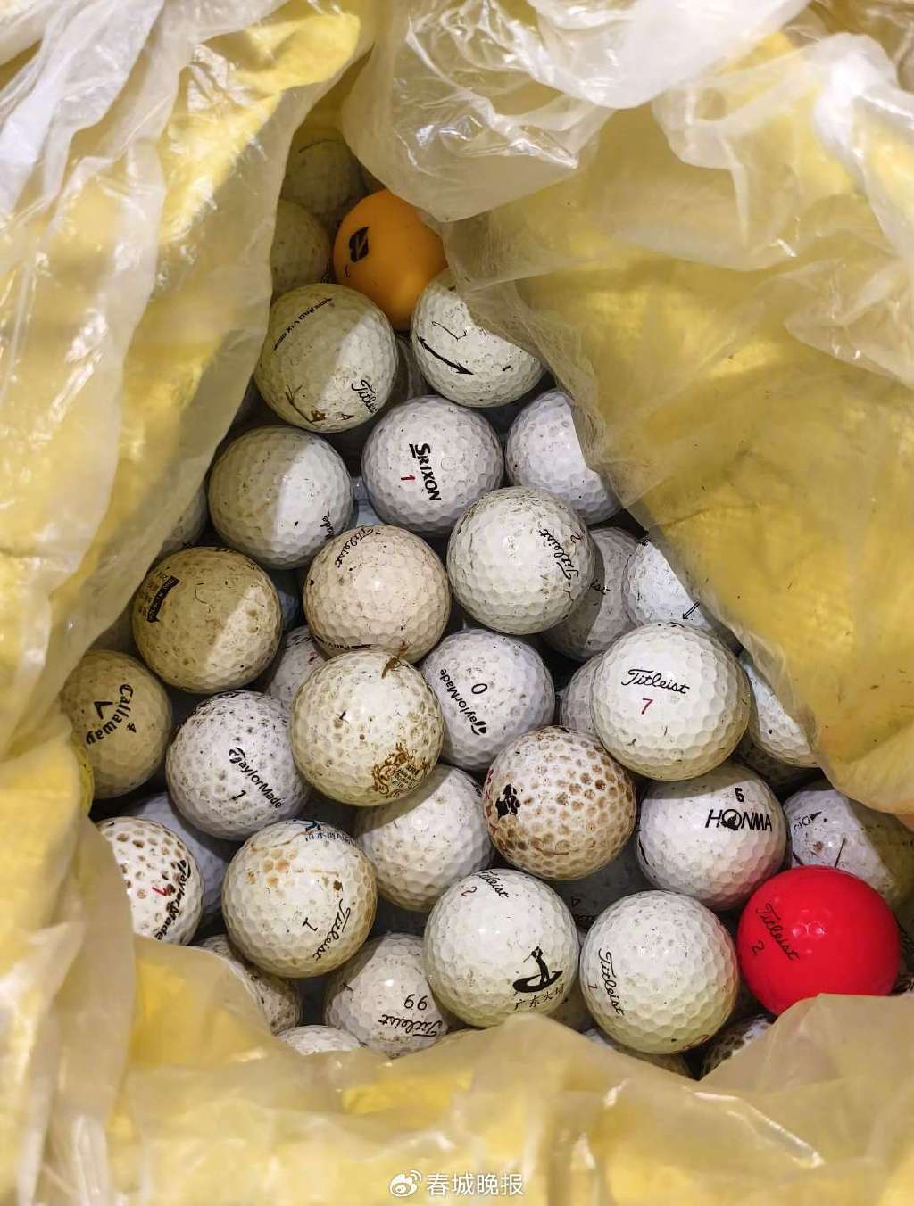 3人穿潜水服偷捞高尔夫球,警方用时4小时人赃并获