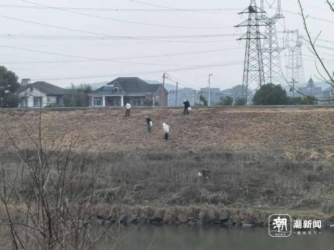 “挖挖挖!捣捣捣!”浙江很多人组团出动挖春菜:太上头……