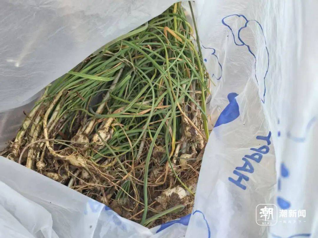 “挖挖挖!捣捣捣!”浙江很多人组团出动挖春菜:太上头……