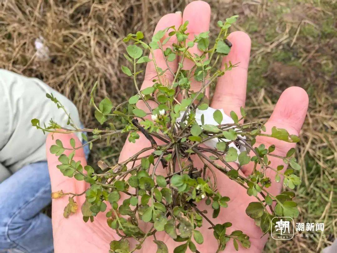 “挖挖挖!捣捣捣!”浙江很多人组团出动挖春菜:太上头……