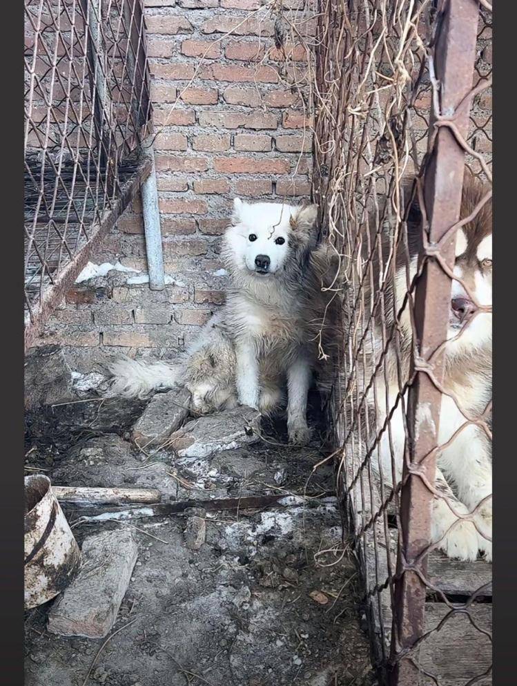 千万粉丝训犬师网红潘宏账号内容被一夜清空，园区所在地官方：正调查