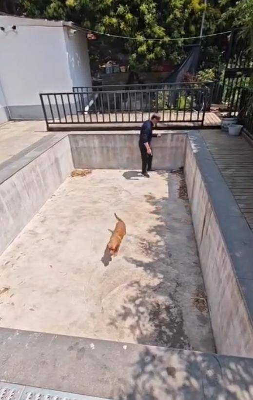 老鼠掉进泳池，广东大叔出动鸡猫狗团队，结果全被老鼠吓跑！网友坐不住纷纷晒战绩