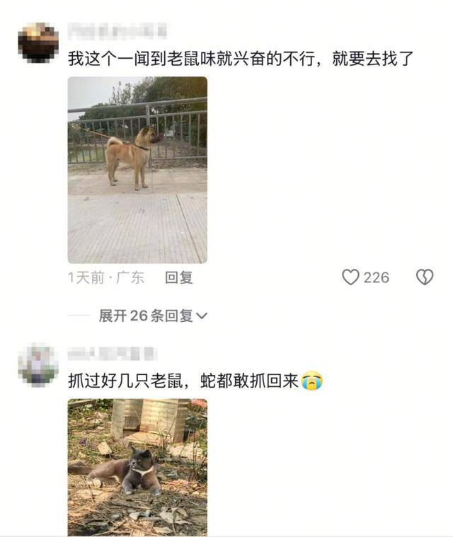 老鼠掉进泳池，广东大叔出动鸡猫狗团队，结果全被老鼠吓跑！网友坐不住纷纷晒战绩