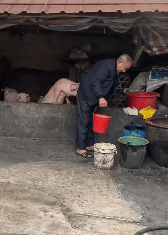 潮汕一孙女怕78岁爷爷无聊给他买了两头猪：猪被养得干净粉嫩，享受和孙女一样的待遇