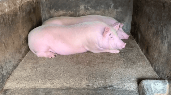 潮汕一孙女怕78岁爷爷无聊给他买了两头猪：猪被养得干净粉嫩，享受和孙女一样的待遇