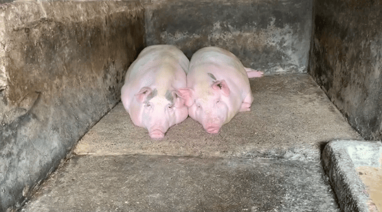 潮汕一孙女怕78岁爷爷无聊给他买了两头猪：猪被养得干净粉嫩，享受和孙女一样的待遇