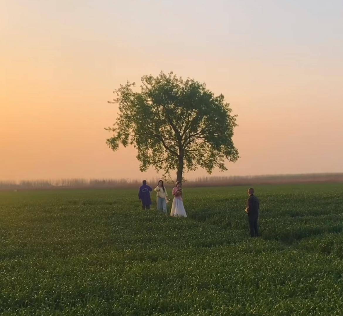 因游客踩踏庄稼，安徽网红打卡点“孤独的树”被农户砍掉？池州当地：在处理