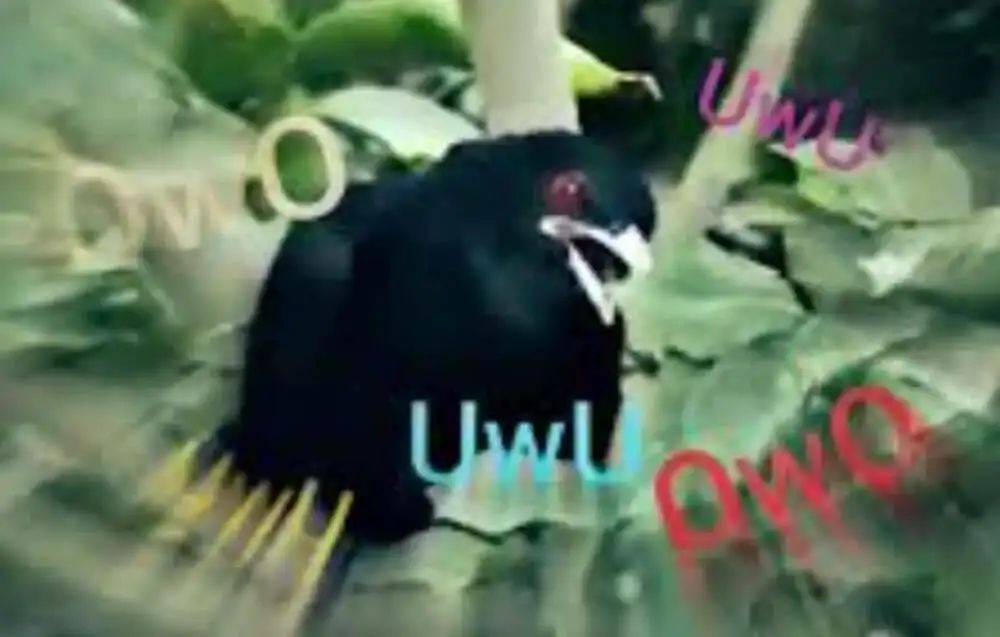 “周末想睡个懒觉都不行”,有多少深圳人被这种鸟吵到神经衰弱