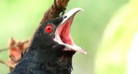 “周末想睡个懒觉都不行”,有多少深圳人被这种鸟吵到神经衰弱