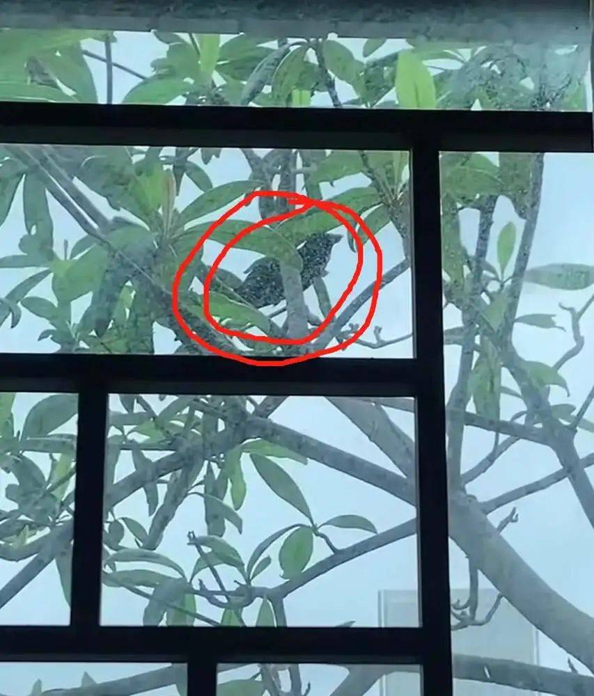 “周末想睡个懒觉都不行”,有多少深圳人被这种鸟吵到神经衰弱