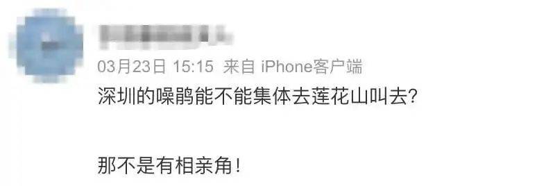 “周末想睡个懒觉都不行”,有多少深圳人被这种鸟吵到神经衰弱