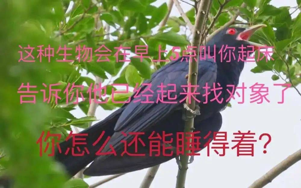 “周末想睡个懒觉都不行”,有多少深圳人被这种鸟吵到神经衰弱