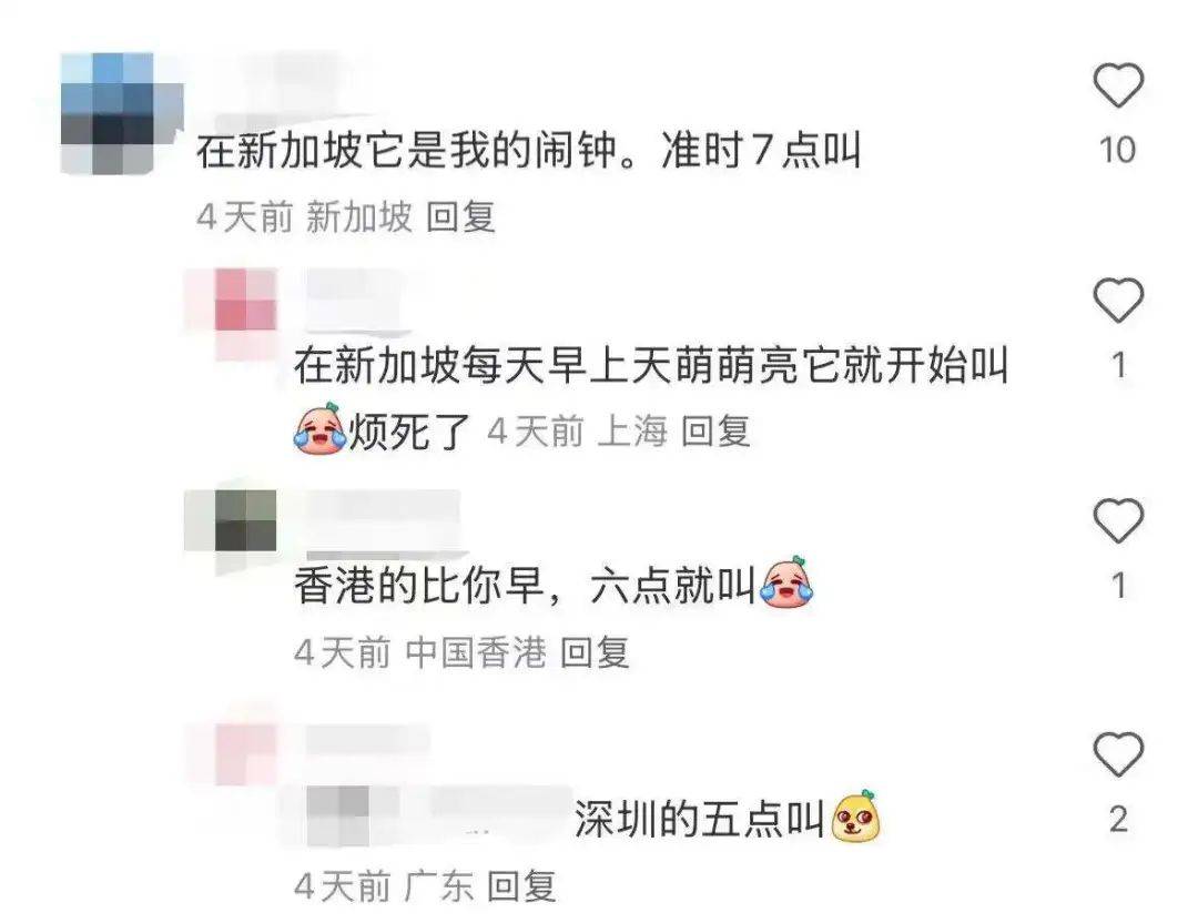 “周末想睡个懒觉都不行”,有多少深圳人被这种鸟吵到神经衰弱