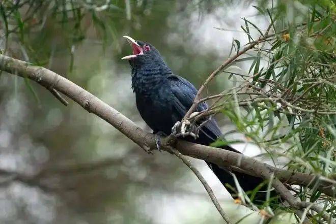 “周末想睡个懒觉都不行”,有多少深圳人被这种鸟吵到神经衰弱