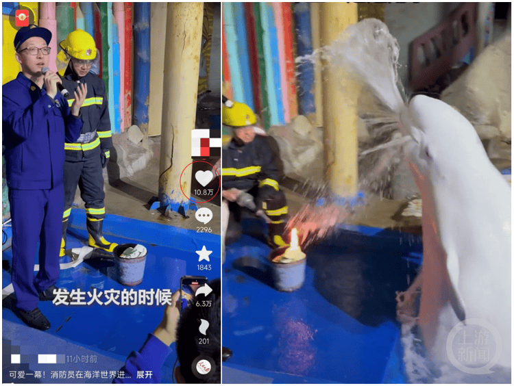 大连一海洋世界消防演练时白鲸喷水灭火，工作人员：它智商很高，看到危险会喷水
