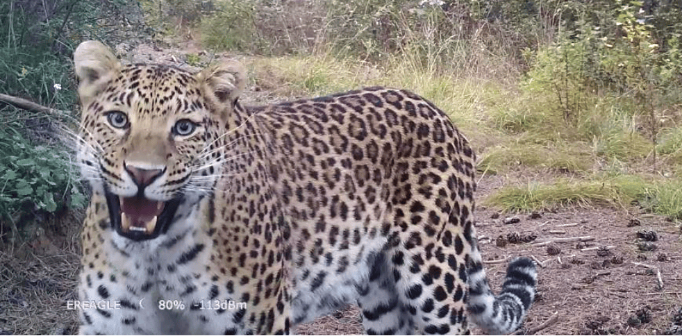 销声匿迹已有30年，华北豹正逐渐接近北京——