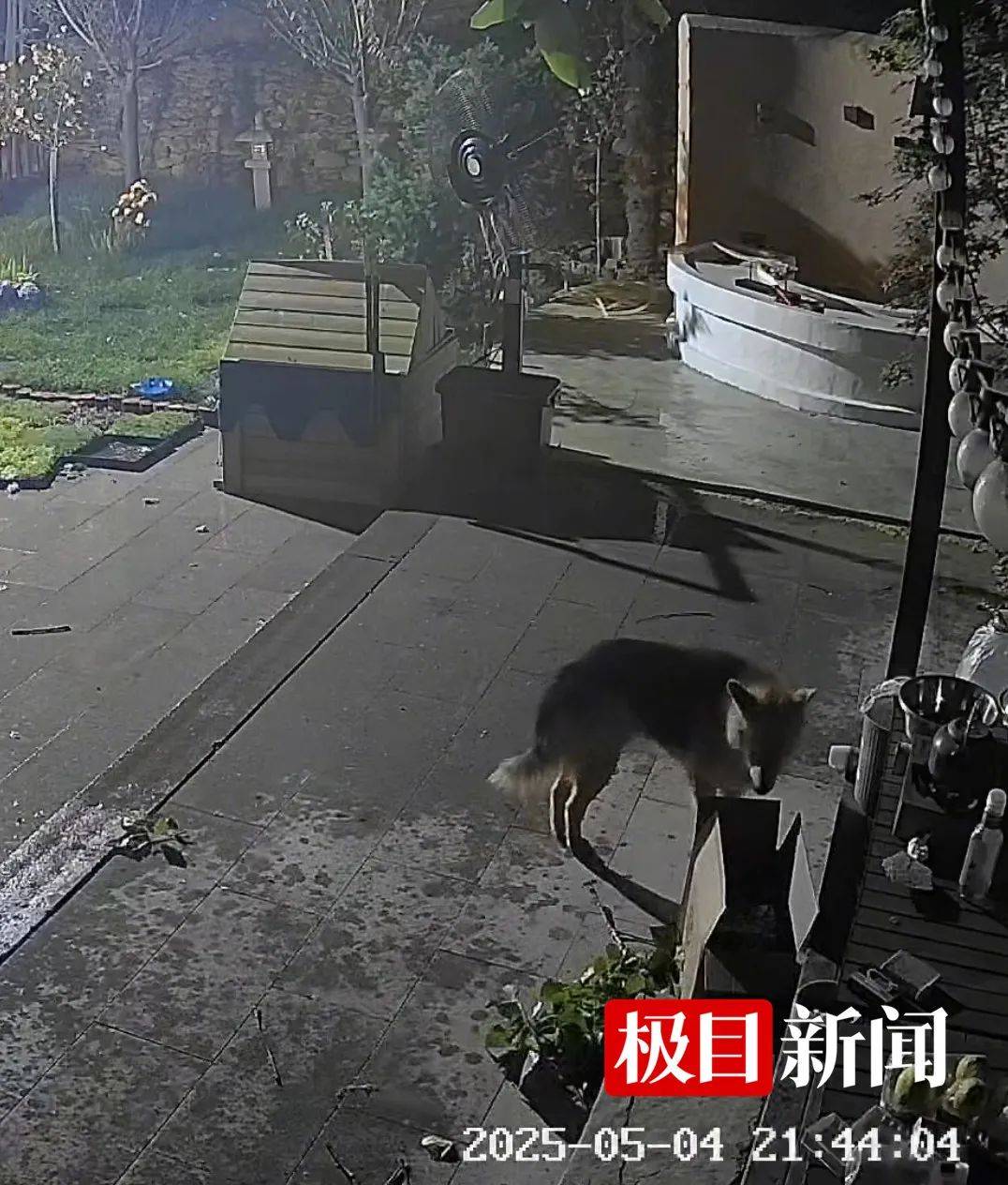 西安一农家院疑似有狼溜入，当事人称事发当天在院子里处理羊肉，“可能狼就是闻到这个味道过来的”