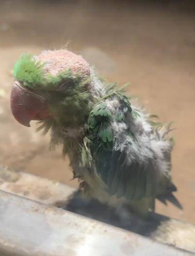 北京动物园一小鹦鹉被拍到头顶光秃皮肤裸露疑似抑郁，网友直呼心疼，园方回应