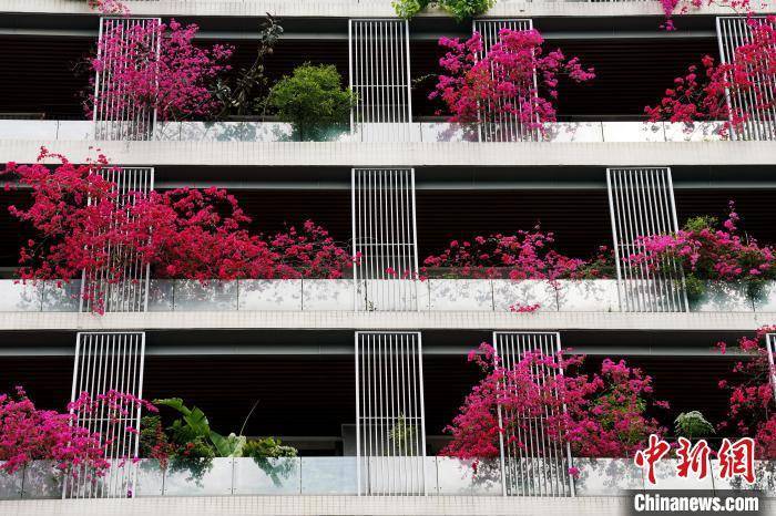 成都一栋30层高居民楼被三角梅扮靓
