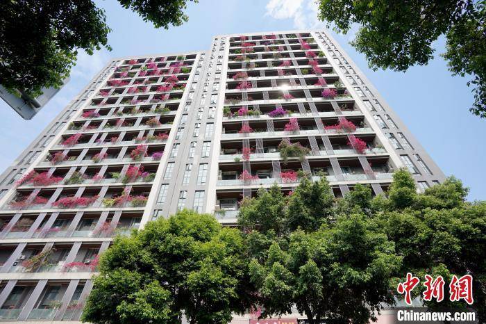 成都一栋30层高居民楼被三角梅扮靓
