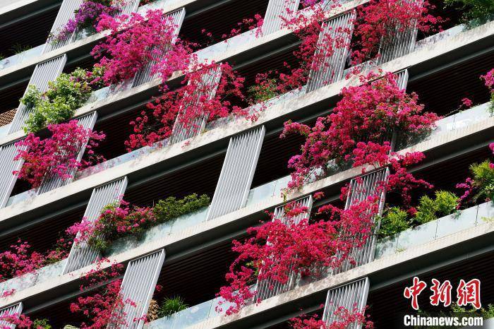 成都一栋30层高居民楼被三角梅扮靓