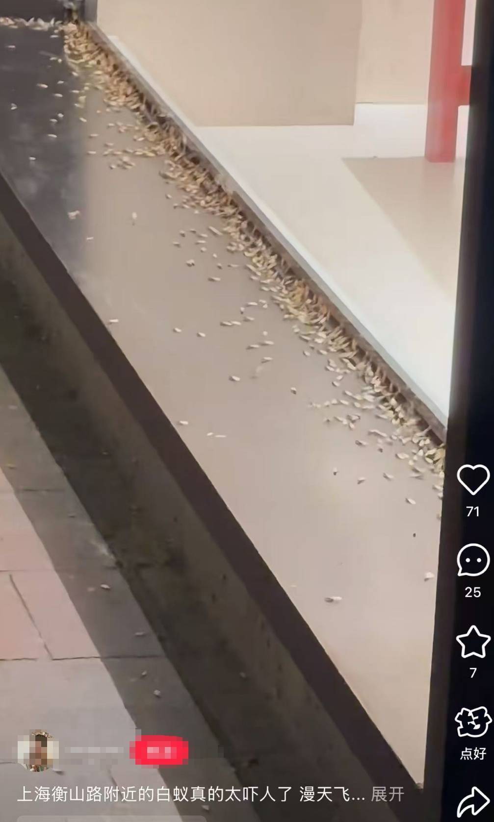 紧急提醒：瞬间爆发！上海市民崩溃：密密麻麻，蠕蠕爬行...“梧桐区”已开始战斗，白蚁或提前分飞