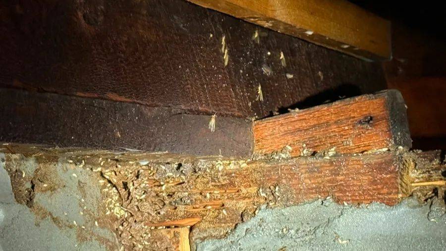 紧急提醒：瞬间爆发！上海市民崩溃：密密麻麻，蠕蠕爬行...“梧桐区”已开始战斗，白蚁或提前分飞