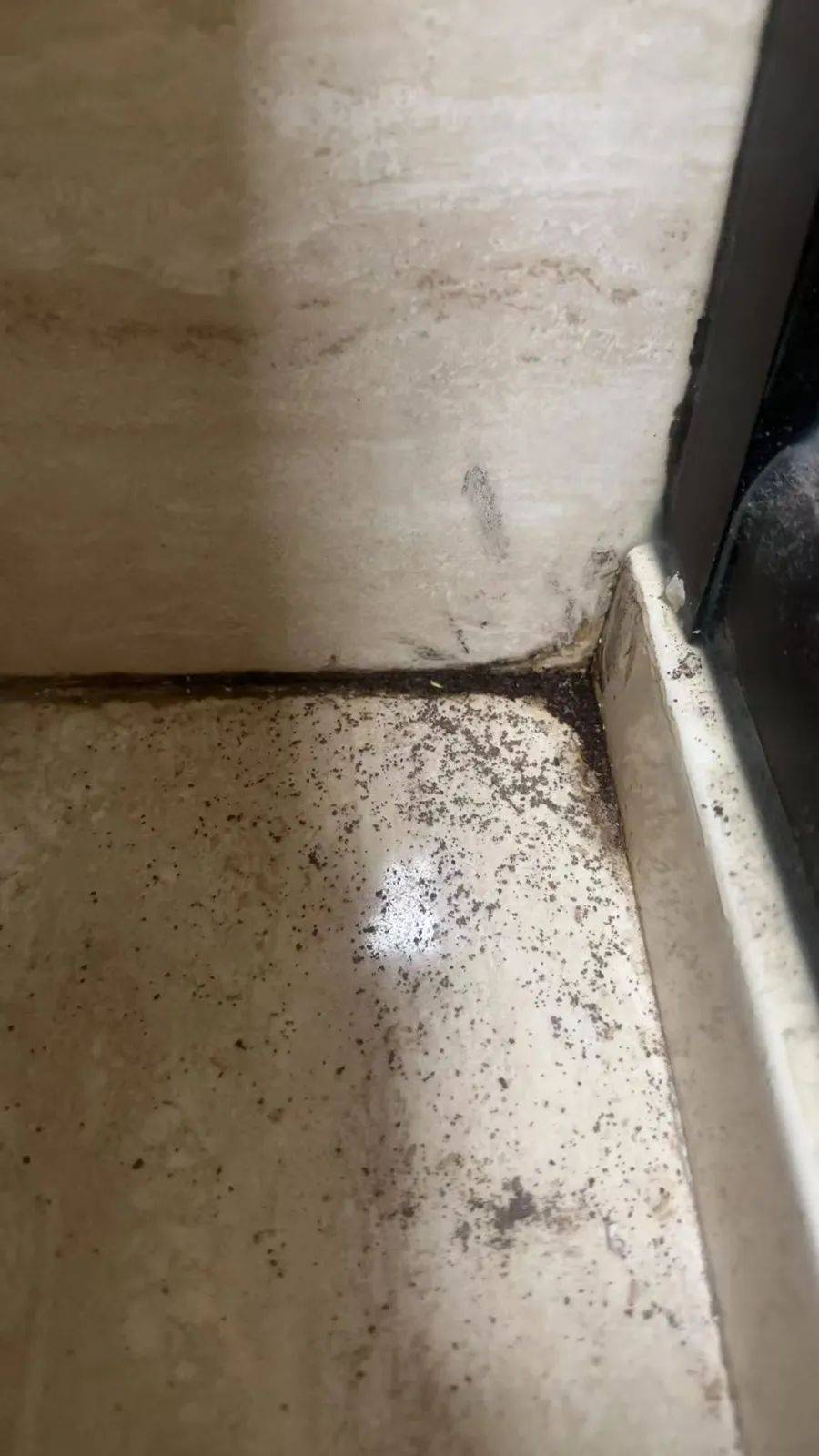 紧急提醒：瞬间爆发！上海市民崩溃：密密麻麻，蠕蠕爬行...“梧桐区”已开始战斗，白蚁或提前分飞