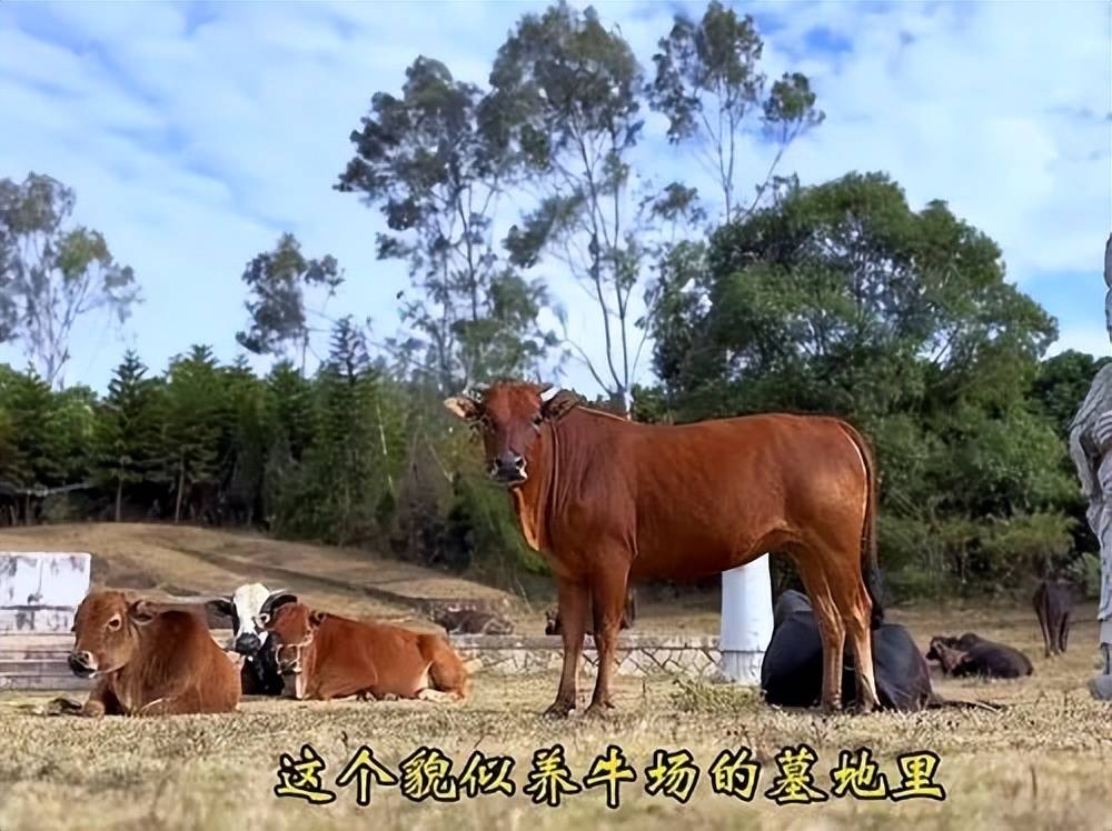 全国重点文保单位施琅墓被曝成“放牛场”?福建惠安官方回应