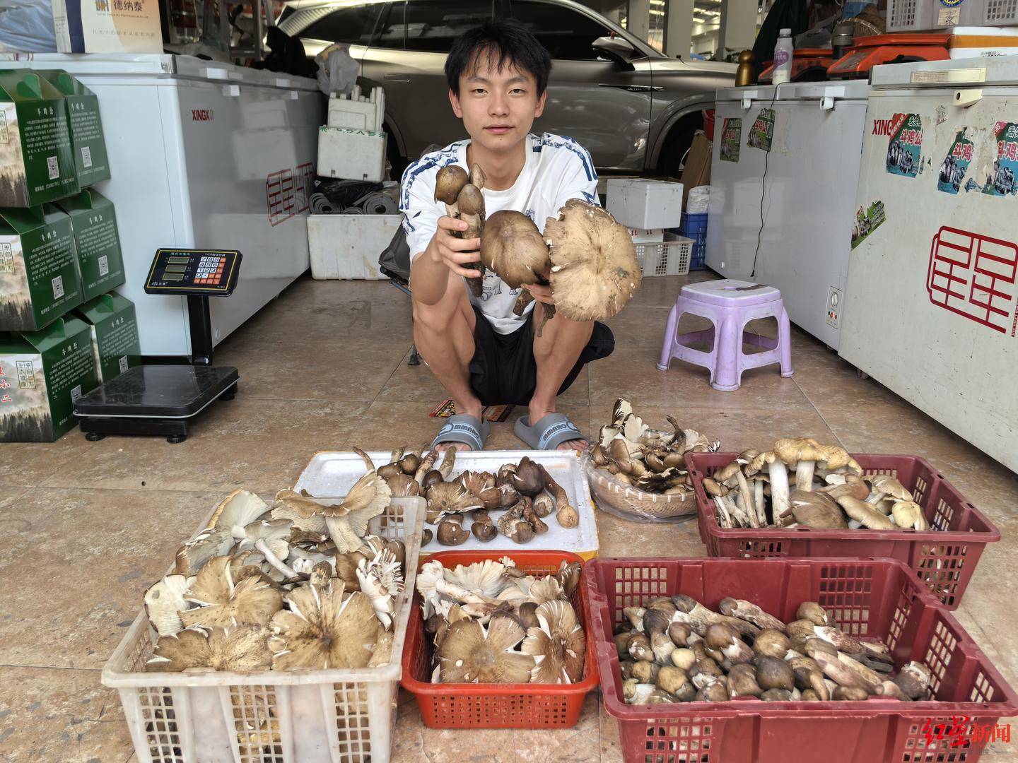 “天价”鸡枞调查：最贵卖到1800元/公斤！雨水少致产量低，多地价高客少