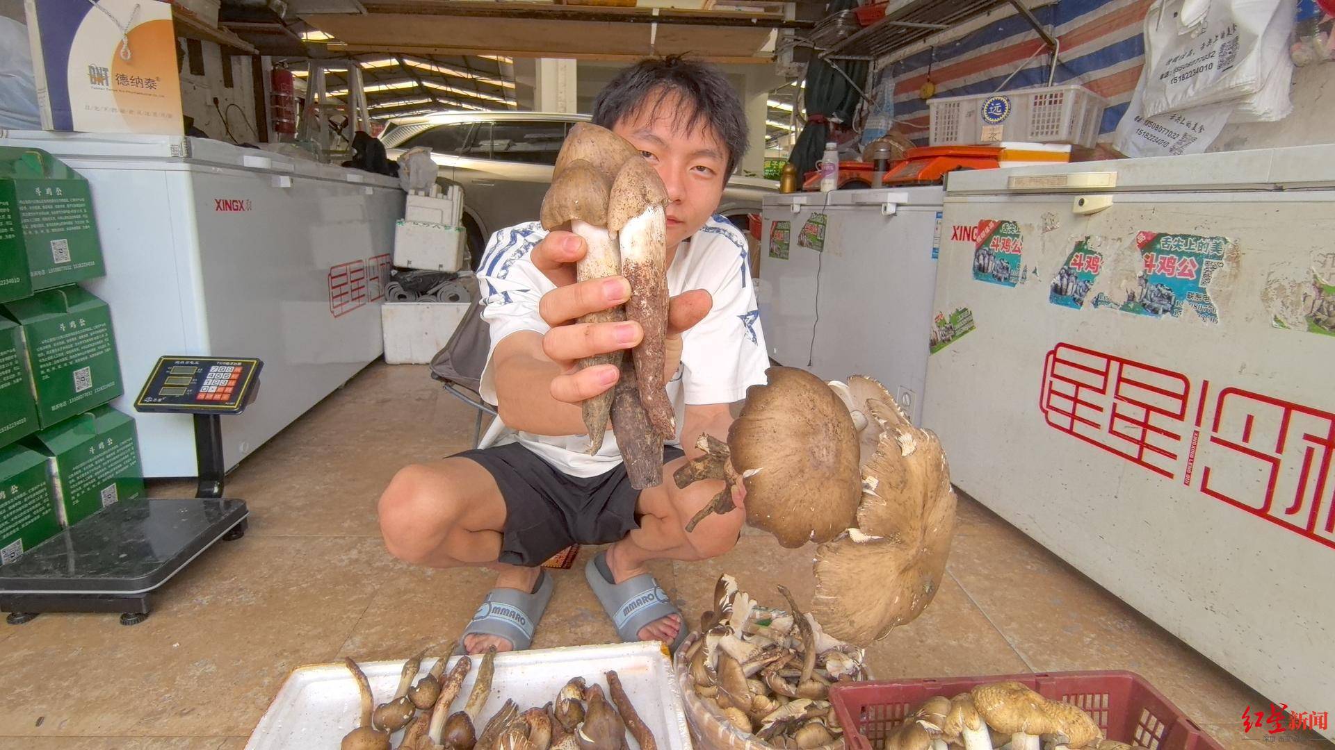 “天价”鸡枞调查：最贵卖到1800元/公斤！雨水少致产量低，多地价高客少