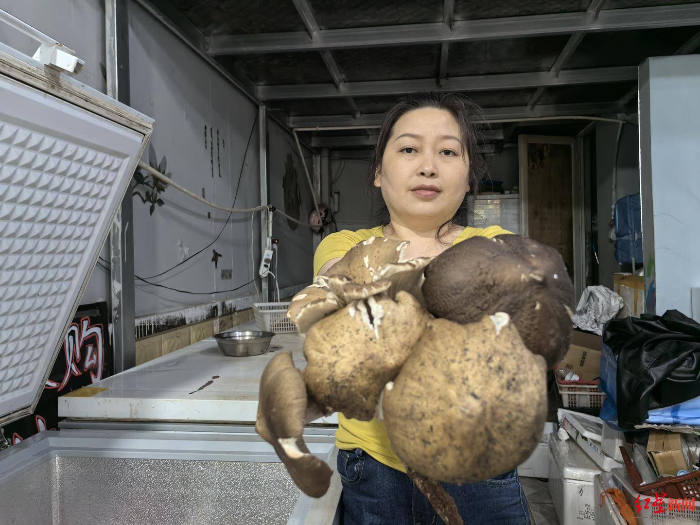 “天价”鸡枞调查：最贵卖到1800元/公斤！雨水少致产量低，多地价高客少