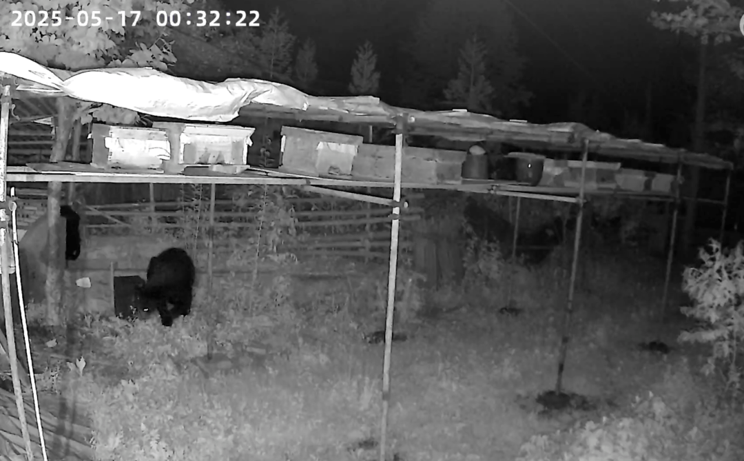 熟练得让人惊讶！四川一黑熊连续3年进村偷蜂蜜，藏哪都找得到