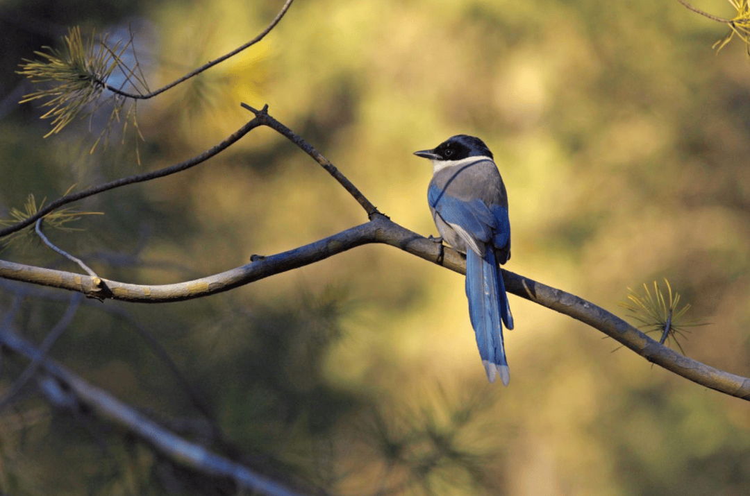 张瑜：我们所居住的北京，是亲近自然的最佳场所